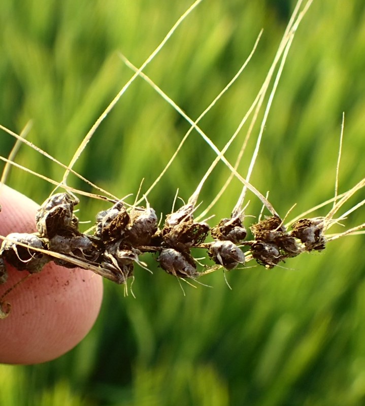 Dækket Bygbrand (Ustilago hordei)