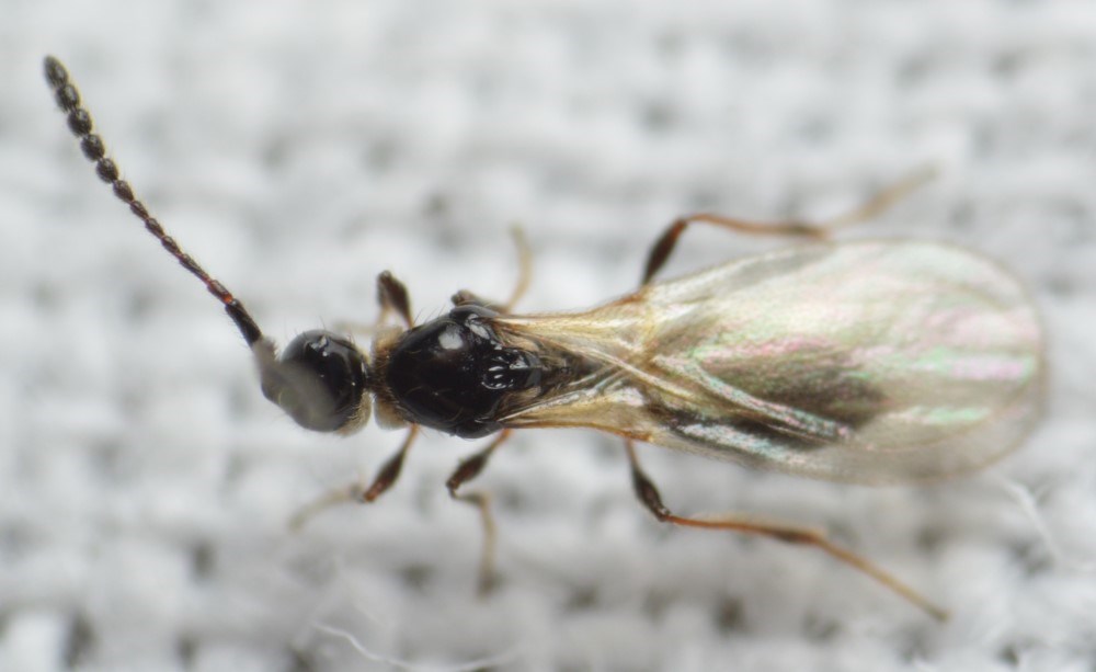 Diapria sp.
