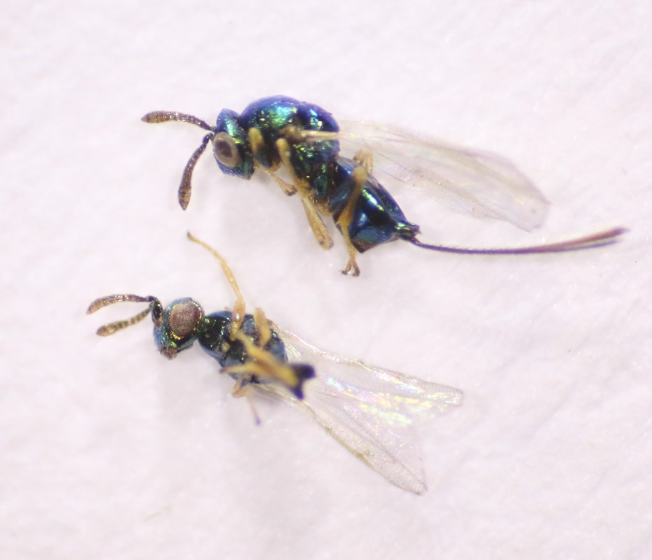 Torymus fuscicornis (Torymus fuscicornis)
