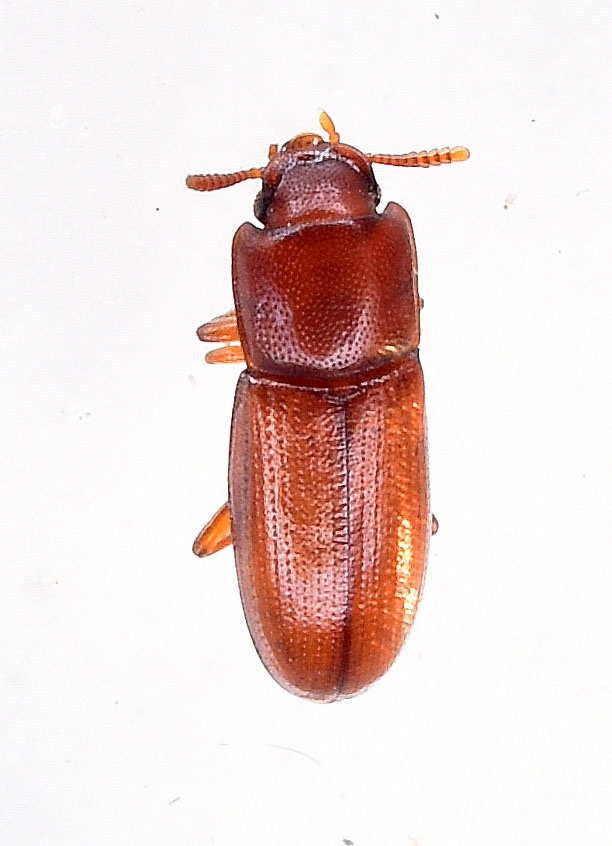 Palorus subdepressus (Palorus subdepressus)