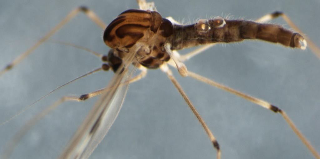 Dixa nebulosa (Dixa nebulosa)