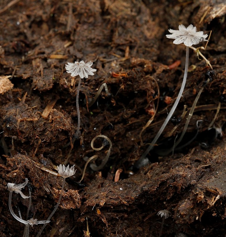 Coprinopsis xenobia (Coprinopsis xenobia)
