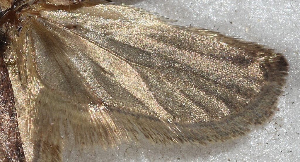 Agonopterix ciliella (Agonopterix ciliella)