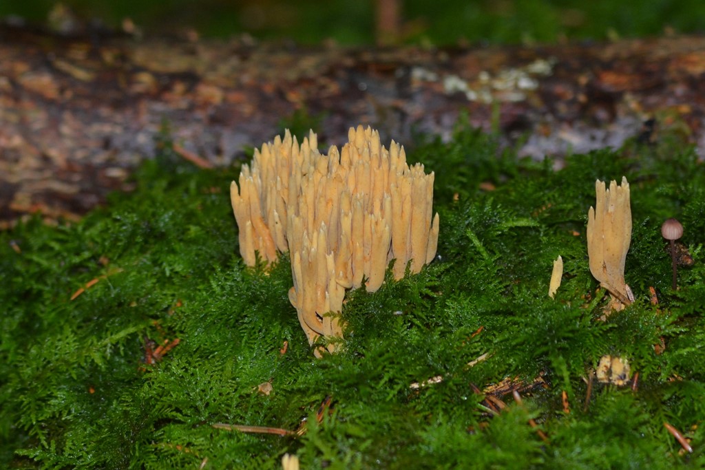 Grøntoppet Koralsvamp (Ramaria apiculata)