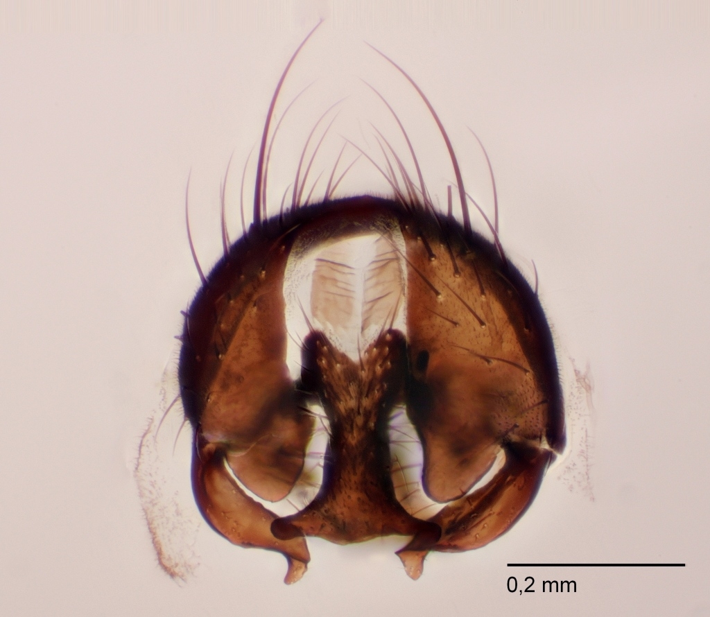 Fannia serena (Fannia serena)