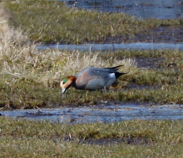 Pibeand x Amerikansk Pibeand (hybrid) (Anas penelope x A. americana)