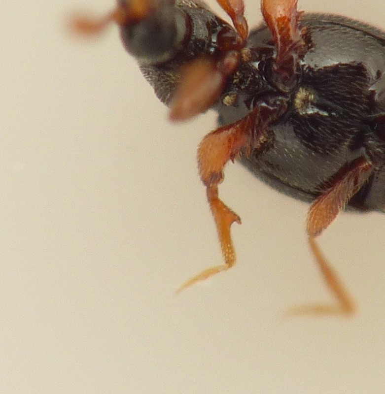 Bibloporus minutus (Bibloporus minutus)