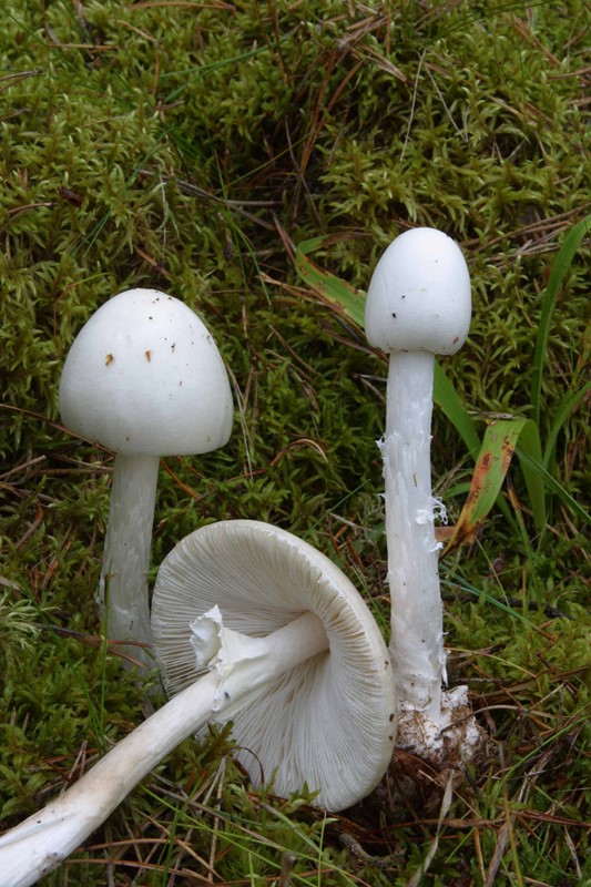 Snehvid Fluesvamp (Amanita virosa)