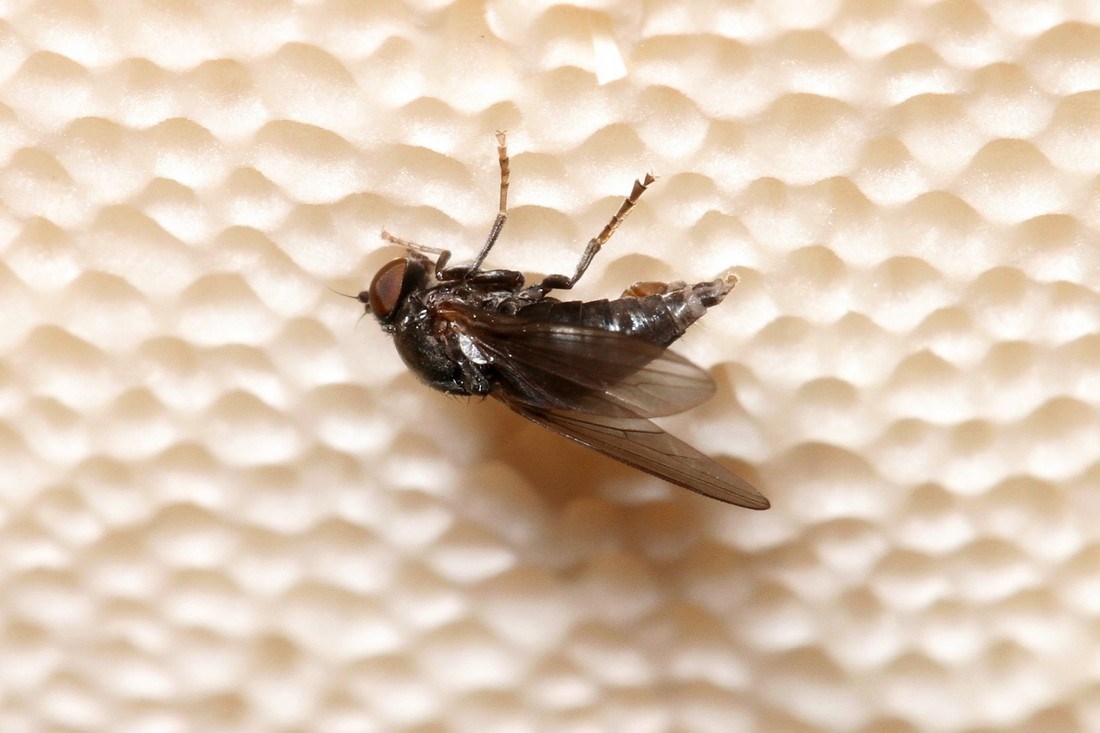 Bolopus furcatus (Bolopus furcatus)