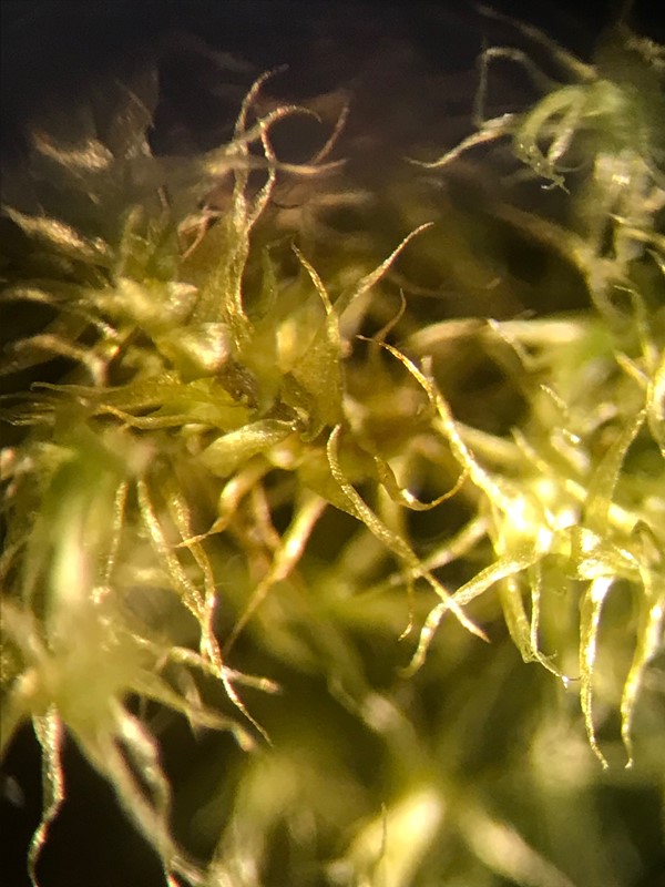 Tør Guldstjernemos (Campylium chrysophyllum)