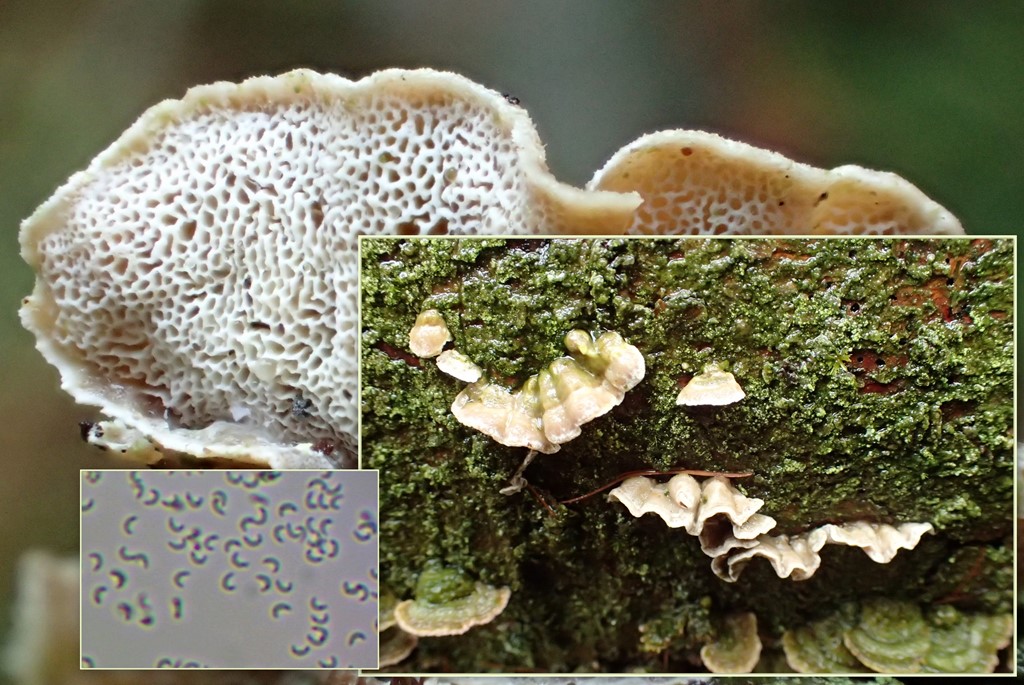 Rødgrå Krystalporesvamp (Skeletocutis carneogrisea)