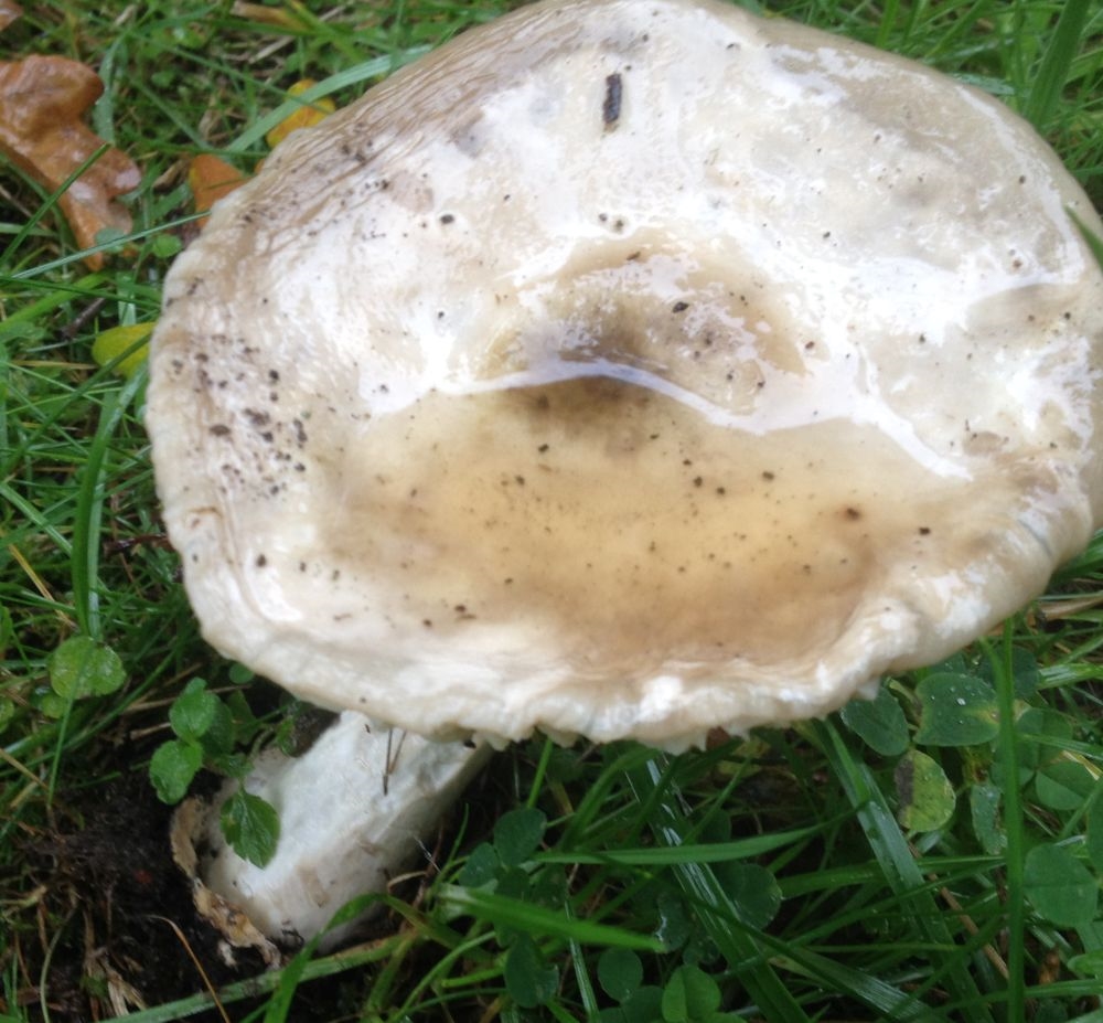 Sølvgrå Kam-Fluesvamp (Amanita argentea)