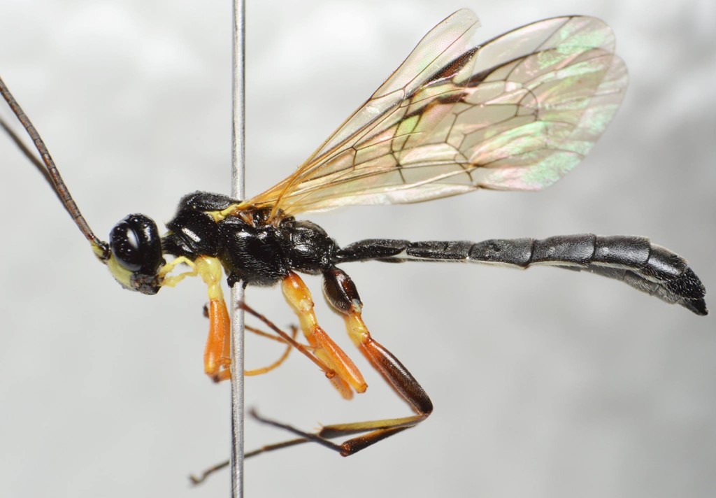 Sort Kleptosabelhveps (Pseudorhyssa nigricornis)