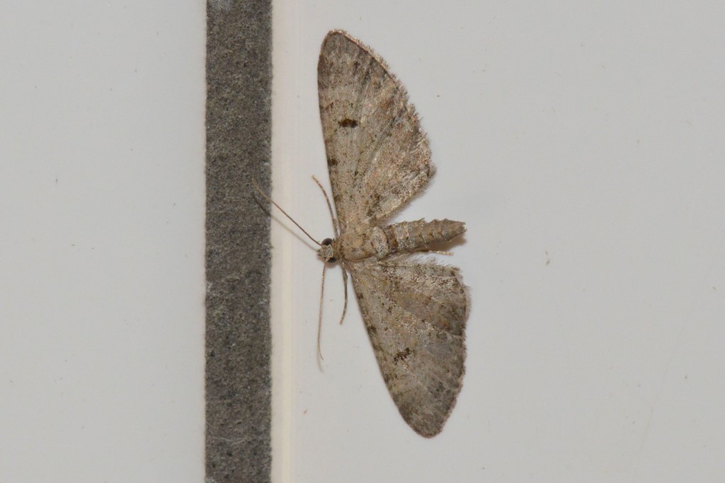 Pimpinelledværgmåler (Eupithecia pimpinellata)