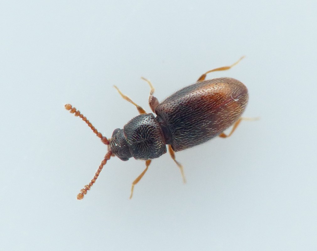Atomaria nigriventris (Atomaria nigriventris)