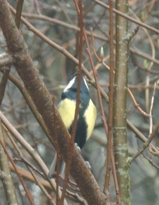 Musvit (Parus major)