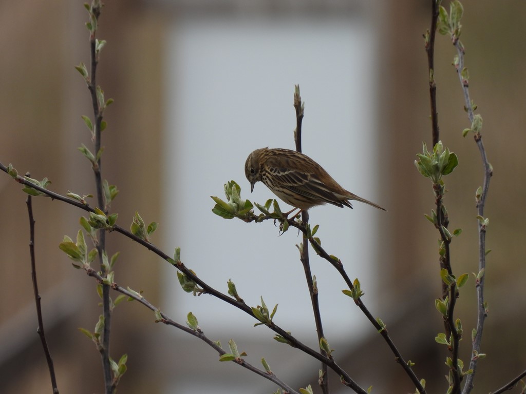 Engpiber (Anthus pratensis)