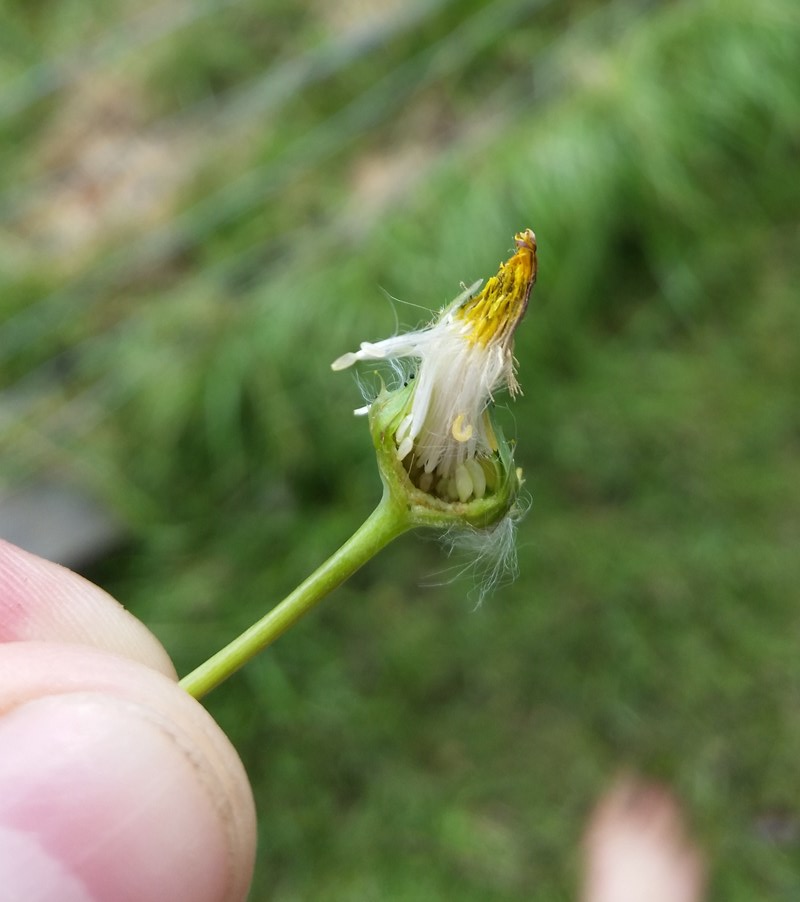 Contarinia schlechtendaliana (Contarinia schlechtendaliana)