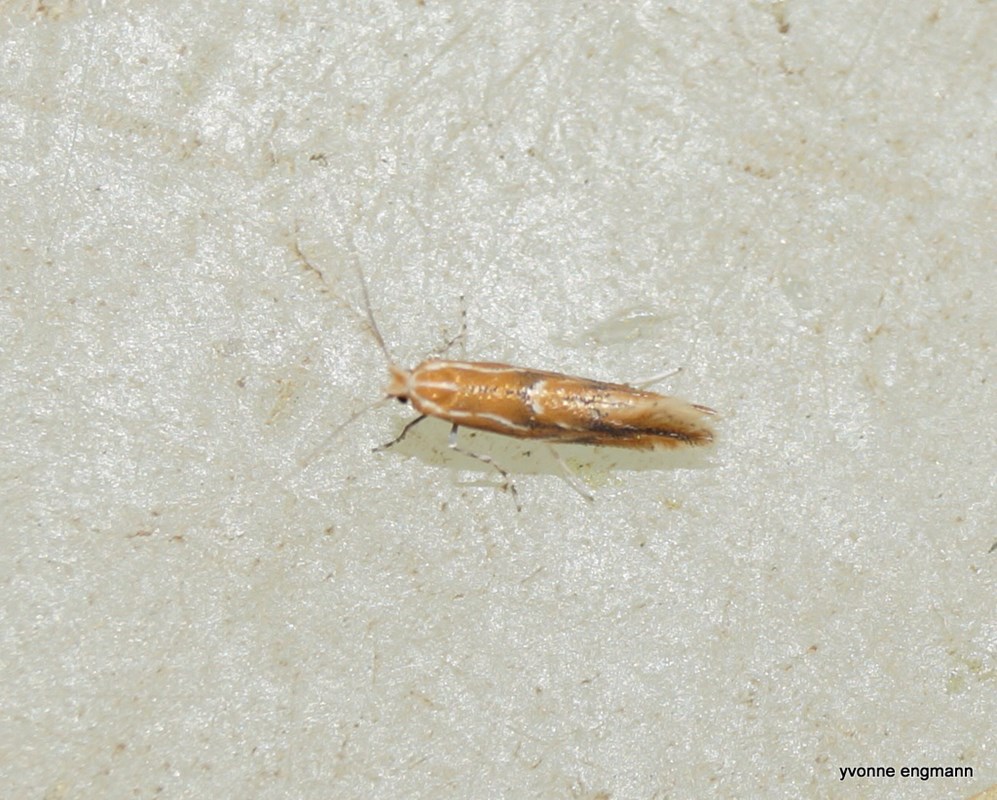 Phyllonorycter corylifoliella (Phyllonorycter corylifoliella)