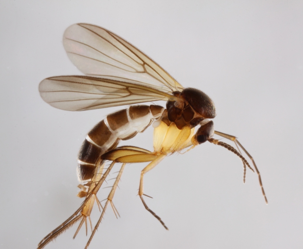 Zygomyia valida (Zygomyia valida)