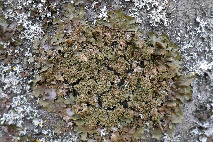 Kølle-Skållav (Melanohalea exasperatula)