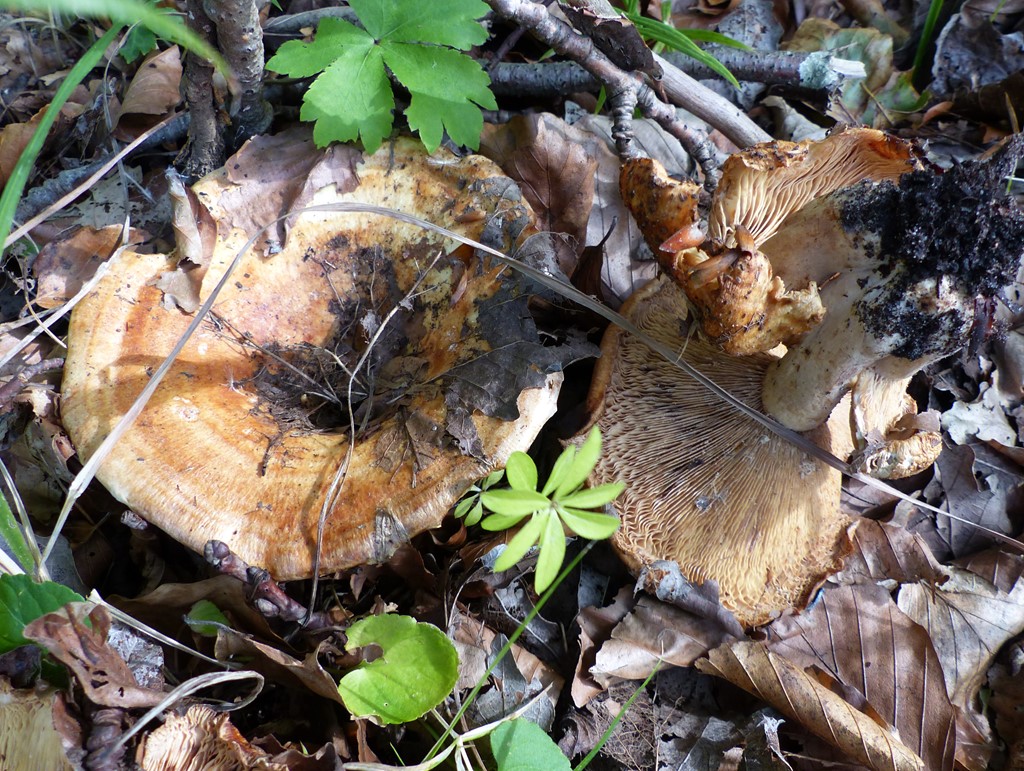Bæltet Mælkehat (Lactarius evosmus)