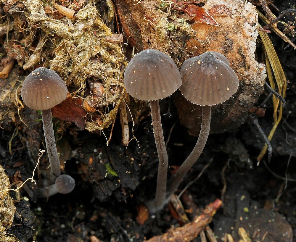 Mycena galopus var. nigra (Mycena galopus var. nigra)