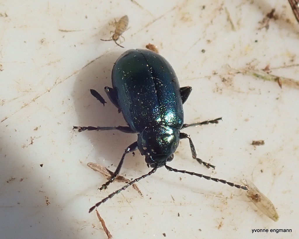 Altica sp. (Altica sp.)
