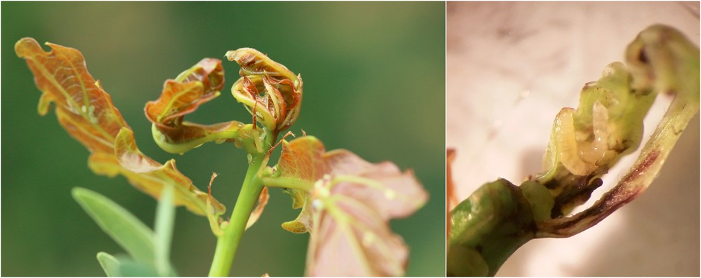 Contarinia quercina (Contarinia quercina)