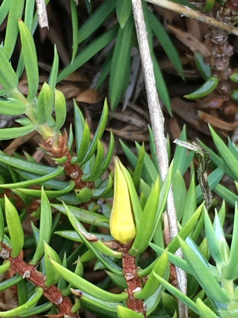 Oligotrophus panteli (Oligotrophus panteli)