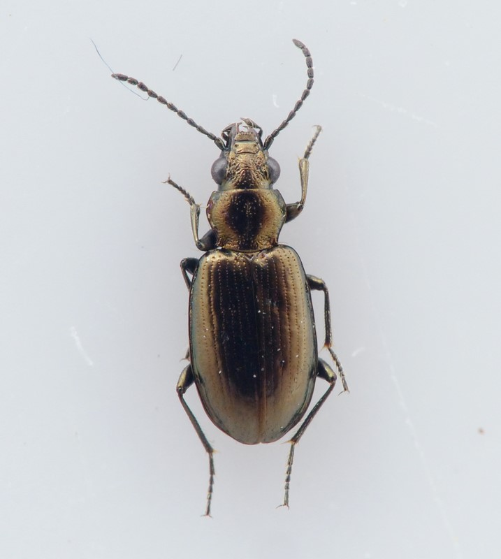 Grubet Glansløber (Bembidion bipunctatum)
