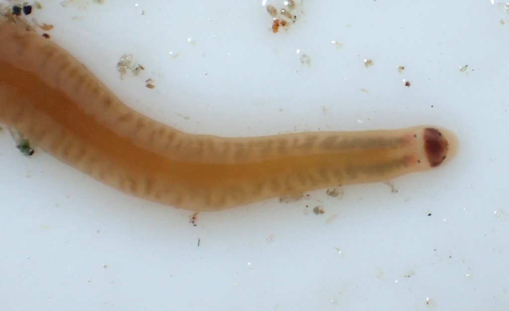 Tetrastemma melanocephalum (Tetrastemma melanocephalum)