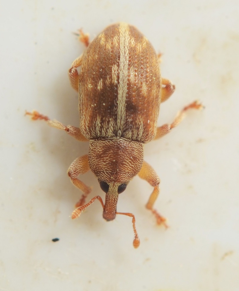 Ellescus scanicus (Ellescus scanicus)