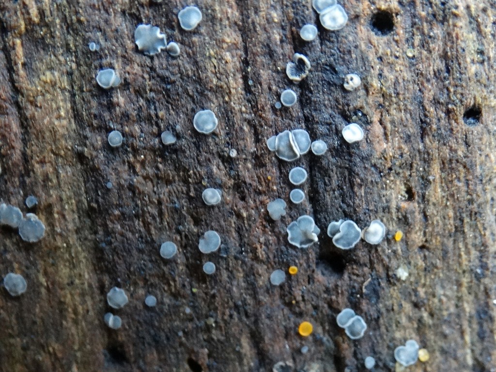 Almindelig Gråskive (Mollisia cinerea)