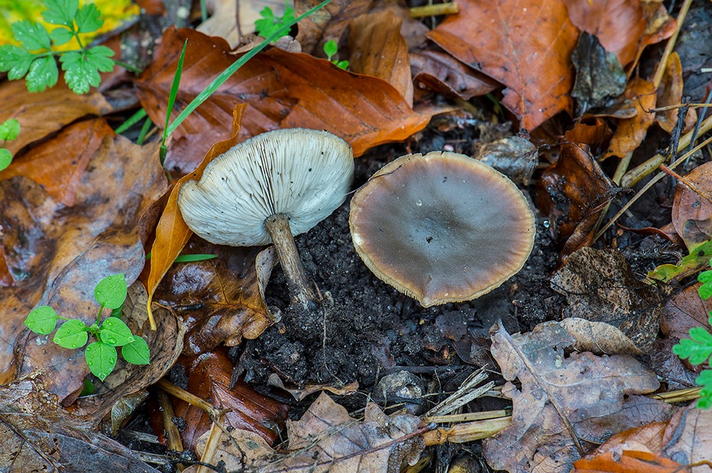 Melanoleuca heterocystidiosa (Melanoleuca heterocystidiosa)