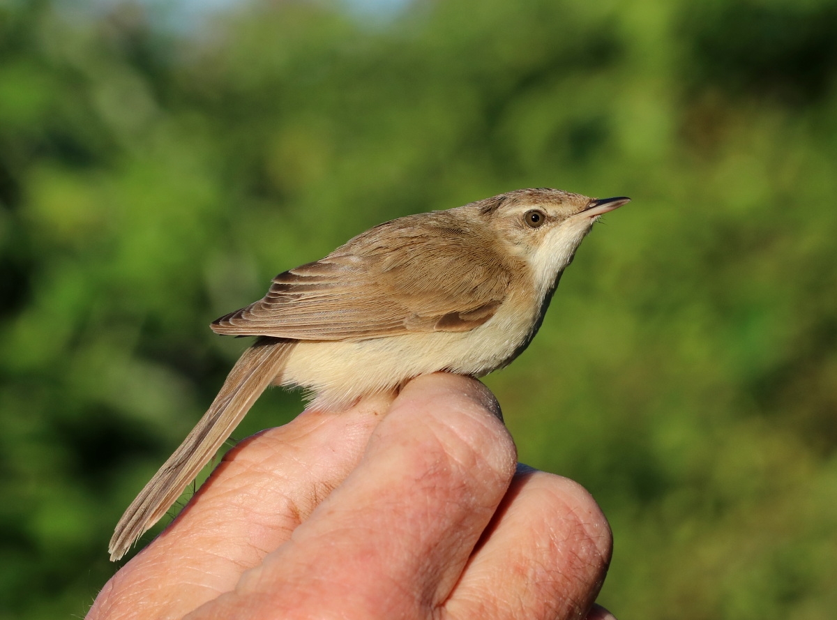 Lille Rørsanger (Acrocephalus agricola)