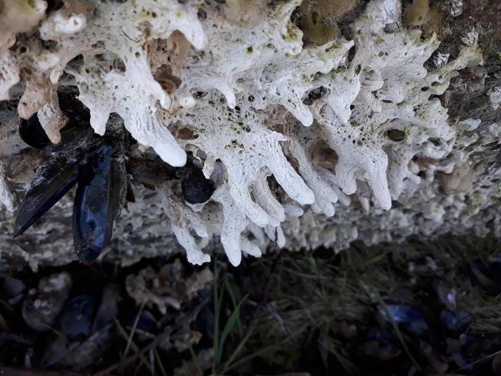 Trompethavsvamp (Haliclona urceolus)