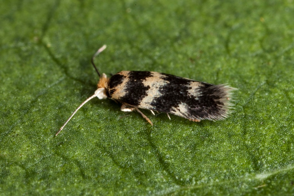 Ectoedemia sericopeza (Ectoedemia sericopeza)