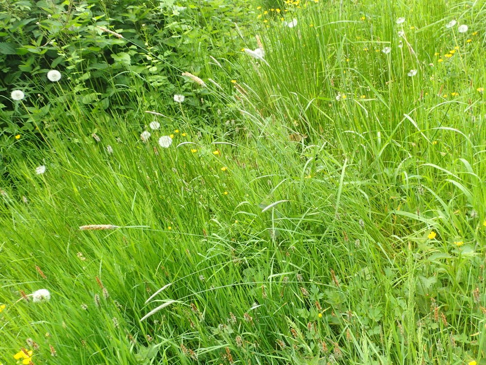 Knæbøjet x Eng-Rævehale (Alopecurus geniculatus x pratensis)