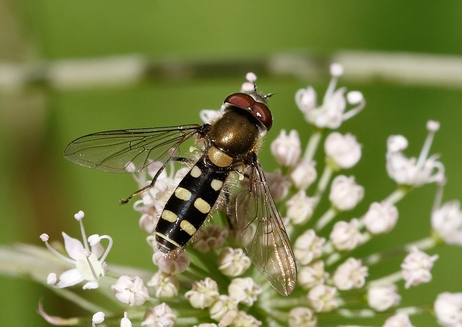 Kurve-Svirreflue (Melangyna compositarum)