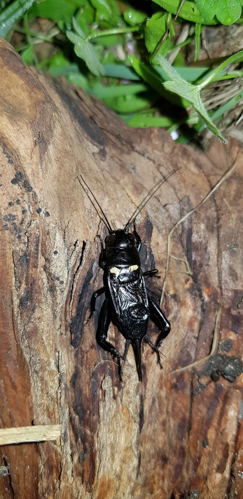 Sort Markfårekylling (Gryllus bimaculatus)