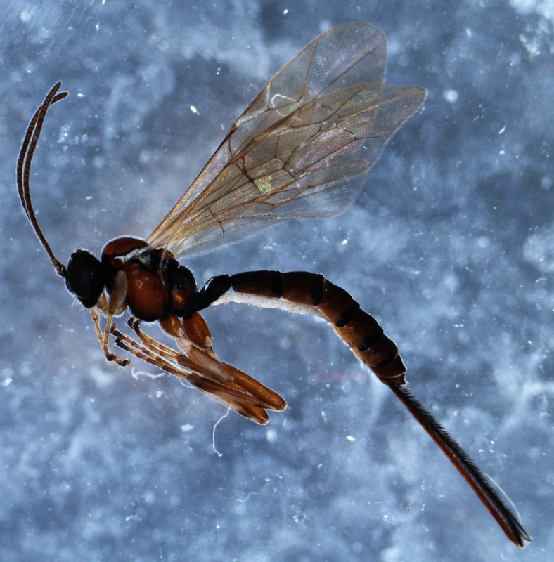 Scambus pomorum (Scambus pomorum)