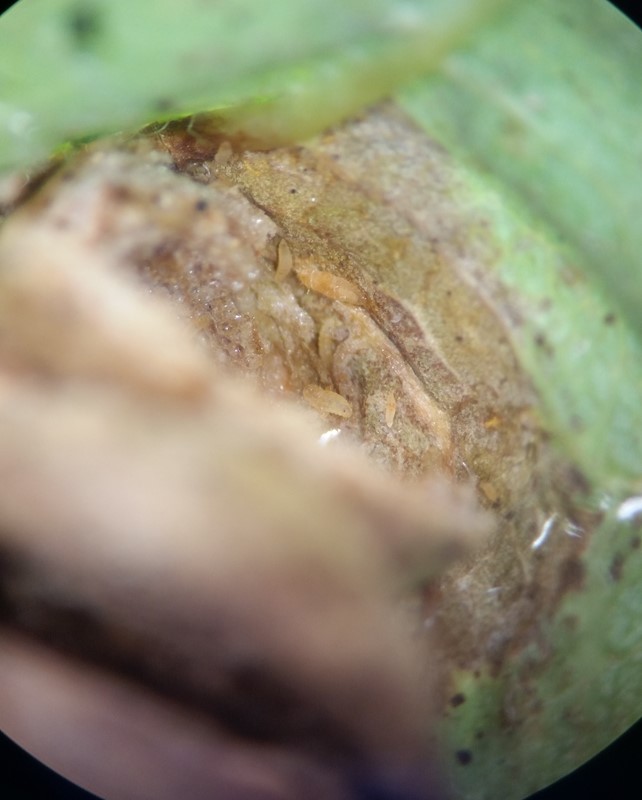 Clinodiplosis cilicrus (Clinodiplosis cilicrus)