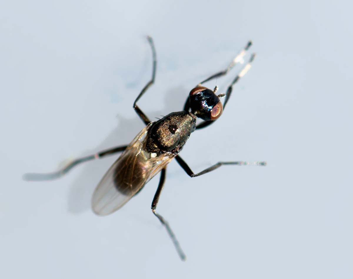 Ortalischema albitarse (Ortalischema albitarse)