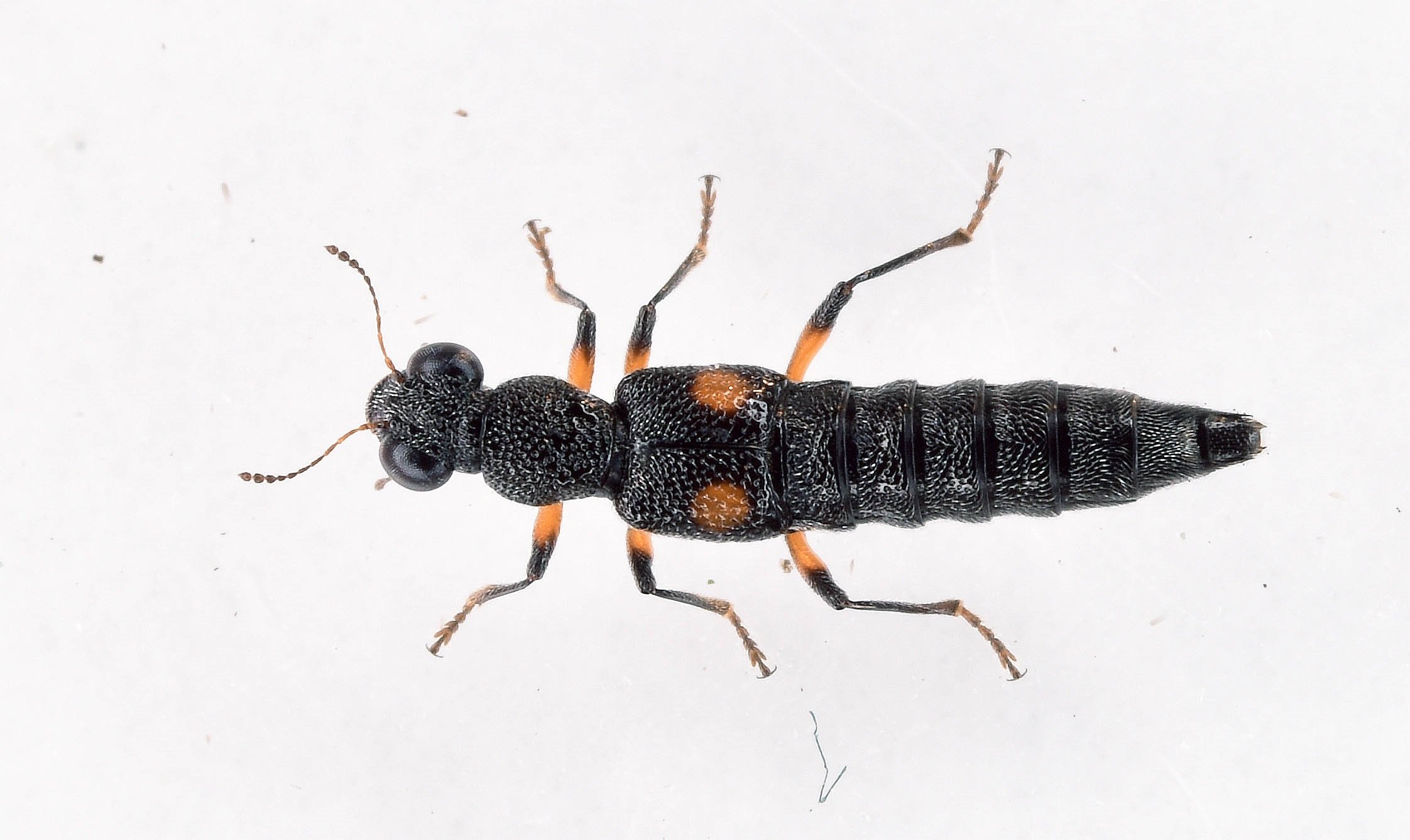 Stenus kiesenwetteri (Stenus kiesenwetteri)