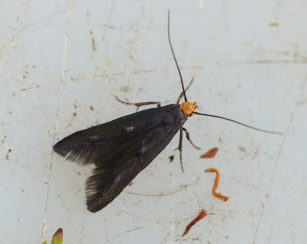 Spuleria flavicaput (Spuleria flavicaput)