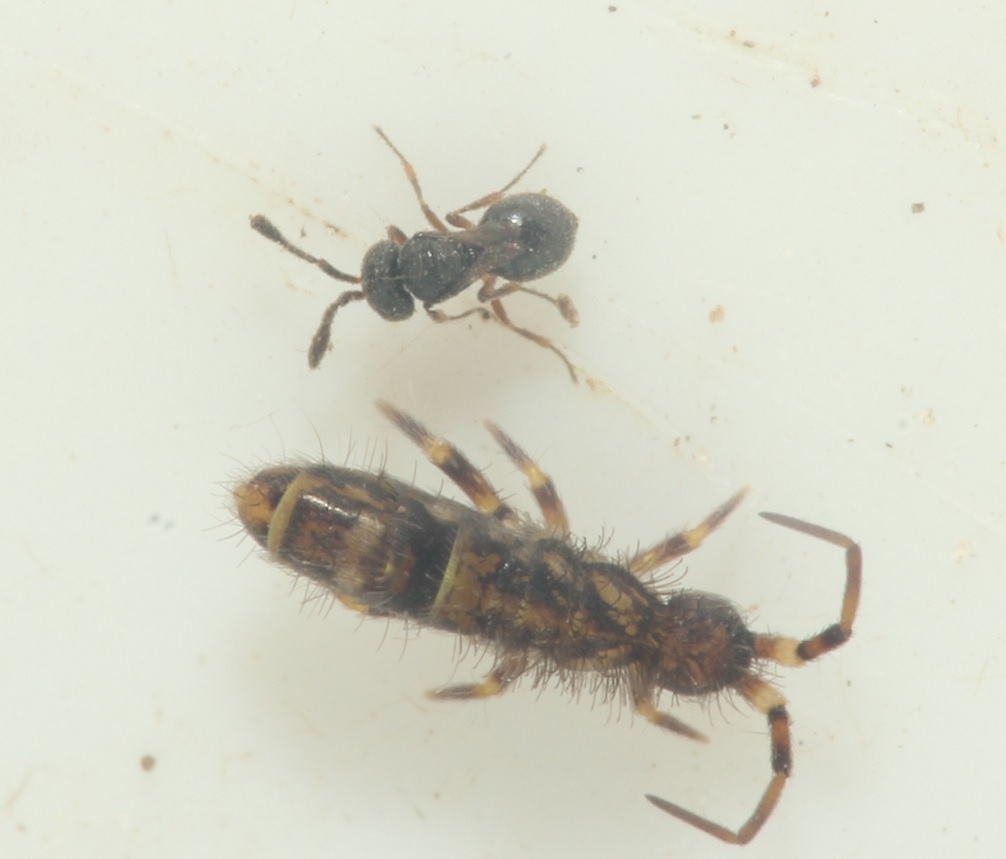 Trimorus flavipes (Trimorus flavipes)