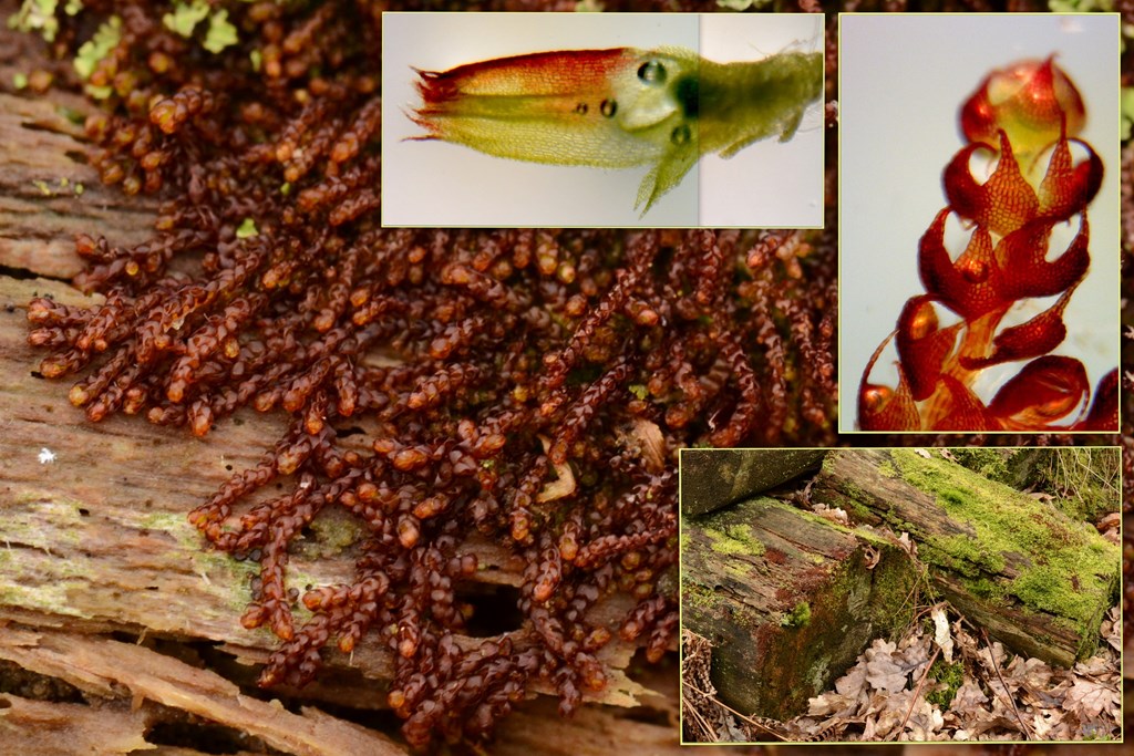 Krumbladet Stødmos (Nowellia curvifolia)
