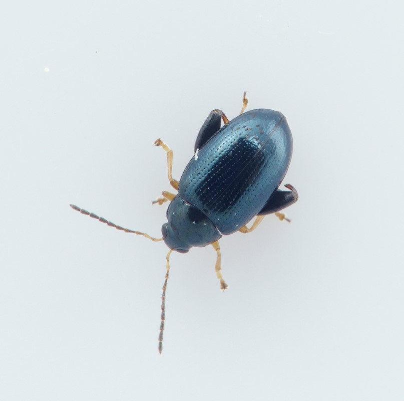 Psylliodes laticollis (Psylliodes laticollis)