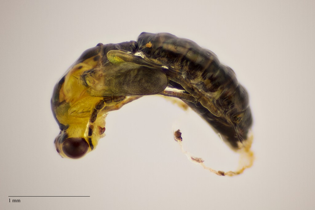 Aulogymnus aceris (Aulogymnus aceris)